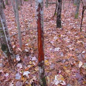 Photo of SOLD!!  10 Acres of Hunting For Sale in Accomack County VA!
