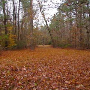 Photo of SOLD!!  10 Acres of Hunting For Sale in Accomack County VA!