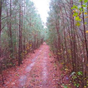 Photo of SOLD!!  10 Acres of Hunting For Sale in Accomack County VA!