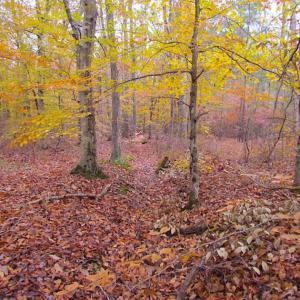Photo of SOLD!!  10 Acres of Hunting For Sale in Accomack County VA!
