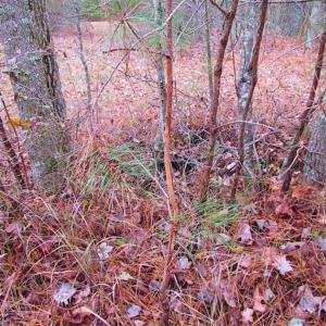 Photo of SOLD!!  10 Acres of Hunting For Sale in Accomack County VA!