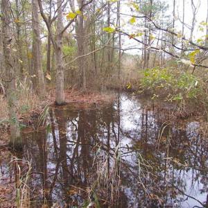 Photo of SOLD!!  10 Acres of Hunting For Sale in Accomack County VA!