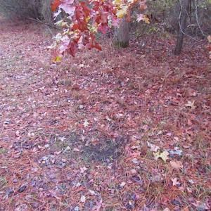 Photo of SOLD!!  10 Acres of Hunting For Sale in Accomack County VA!