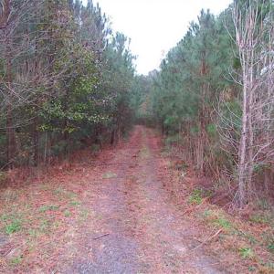 Photo of SOLD!!  10 Acres of Hunting For Sale in Accomack County VA!