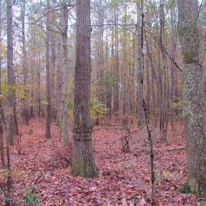 Photo of SOLD!!  10 Acres of Hunting For Sale in Accomack County VA!