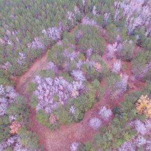 Photo of SOLD!!  10 Acres of Hunting For Sale in Accomack County VA!