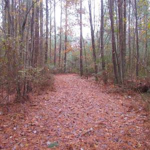 Photo of SOLD!!  10 Acres of Hunting For Sale in Accomack County VA!