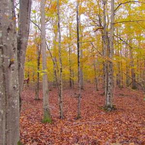 Photo of SOLD!!  10 Acres of Hunting For Sale in Accomack County VA!