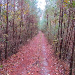 Photo of SOLD!!  10 Acres of Hunting For Sale in Accomack County VA!