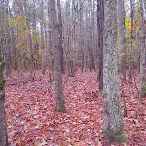 Photo of SOLD!!  10 Acres of Hunting For Sale in Accomack County VA!