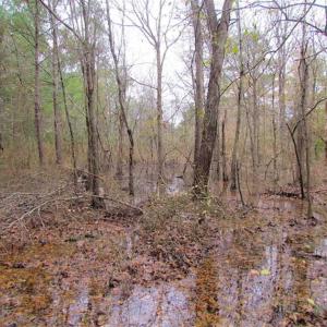 Photo of SOLD!!  10 Acres of Hunting For Sale in Accomack County VA!