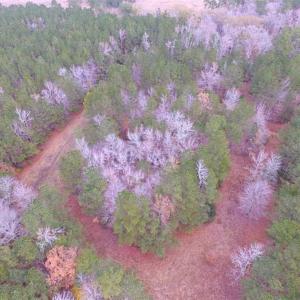 Photo of SOLD!!  10 Acres of Hunting For Sale in Accomack County VA!