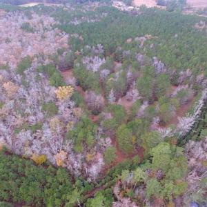 Photo of SOLD!!  10 Acres of Hunting For Sale in Accomack County VA!