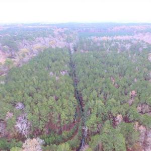 Photo of SOLD!!  10 Acres of Hunting For Sale in Accomack County VA!