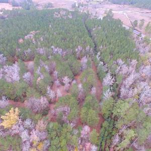 Photo of SOLD!!  10 Acres of Hunting For Sale in Accomack County VA!