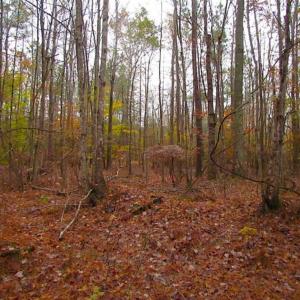 Photo of SOLD!!  10 Acres of Hunting For Sale in Accomack County VA!