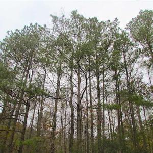 Photo of SOLD!!  10 Acres of Hunting For Sale in Accomack County VA!