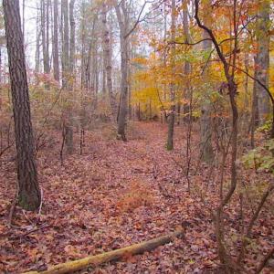 Photo of SOLD!!  10 Acres of Hunting For Sale in Accomack County VA!