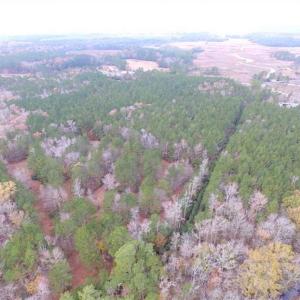 Photo of SOLD!!  10 Acres of Hunting For Sale in Accomack County VA!