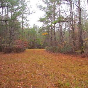 Photo of SOLD!!  10 Acres of Hunting For Sale in Accomack County VA!