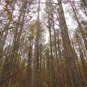 Photo of SOLD!!  10 Acres of Hunting For Sale in Accomack County VA!
