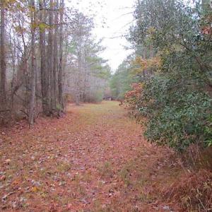 Photo of SOLD!!  10 Acres of Hunting For Sale in Accomack County VA!