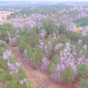 Photo of SOLD!!  10 Acres of Hunting For Sale in Accomack County VA!