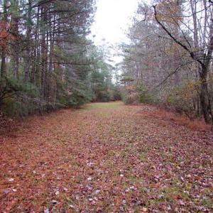 Photo of SOLD!!  10 Acres of Hunting For Sale in Accomack County VA!