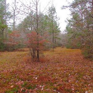 Photo of SOLD!!  10 Acres of Hunting For Sale in Accomack County VA!