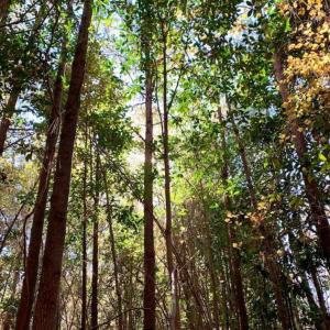 Photo of SOLD!!  8.6 Acres of Farm and Timber Land For Sale in Cumberland County NC!