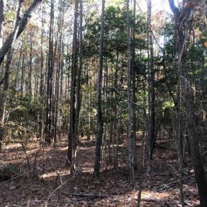 Photo of SOLD!!  6.64 Acres of Residential Land with Home For Sale in Brunswick County VA!