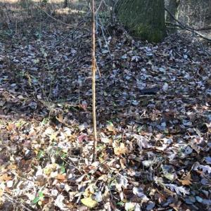 Photo of SOLD!!  6.64 Acres of Residential Land with Home For Sale in Brunswick County VA!