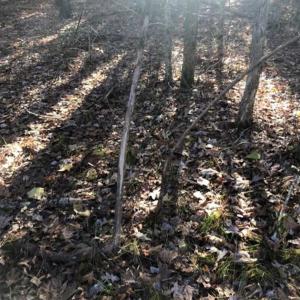 Photo of SOLD!!  6.64 Acres of Residential Land with Home For Sale in Brunswick County VA!