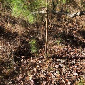 Photo of SOLD!!  6.64 Acres of Residential Land with Home For Sale in Brunswick County VA!