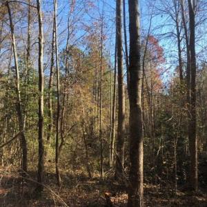 Photo of REDUCED!  10.33 Acres of Hunting Land For Sale in Dinwiddie County VA!