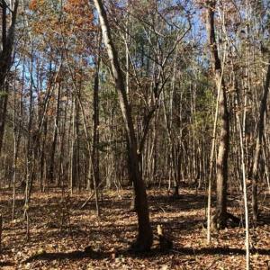 Photo of REDUCED!  10.33 Acres of Hunting Land For Sale in Dinwiddie County VA!