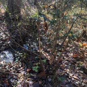 Photo of REDUCED!  10.33 Acres of Hunting Land For Sale in Dinwiddie County VA!