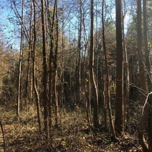 Photo of REDUCED!  10.33 Acres of Hunting Land For Sale in Dinwiddie County VA!