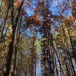 Photo of REDUCED!  10.33 Acres of Hunting Land For Sale in Dinwiddie County VA!