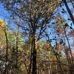 Photo of REDUCED!  10.33 Acres of Hunting Land For Sale in Dinwiddie County VA!