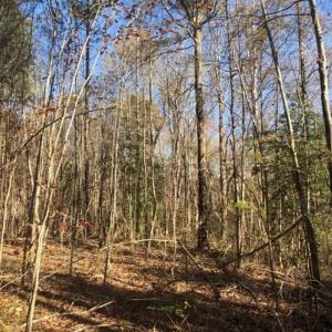 Photo of REDUCED!  10.33 Acres of Hunting Land For Sale in Dinwiddie County VA!