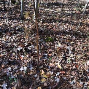 Photo of REDUCED!  10.33 Acres of Hunting Land For Sale in Dinwiddie County VA!