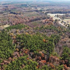 Photo of REDUCED!  10.33 Acres of Hunting Land For Sale in Dinwiddie County VA!