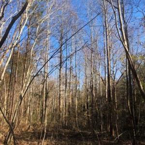 Photo of REDUCED!  10.33 Acres of Hunting Land For Sale in Dinwiddie County VA!