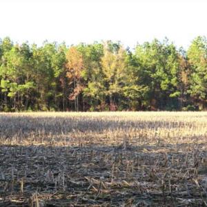 Photo of SOLD!!  40 Acres of Farm and Timber Land For Sale in Columbus County NC!
