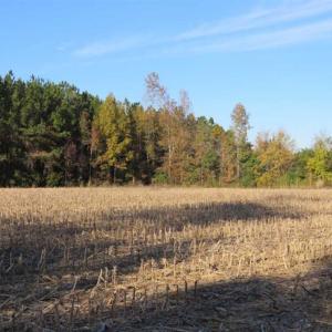 Photo of SOLD!!  40 Acres of Farm and Timber Land For Sale in Columbus County NC!