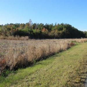 Photo of SOLD!!  40 Acres of Farm and Timber Land For Sale in Columbus County NC!
