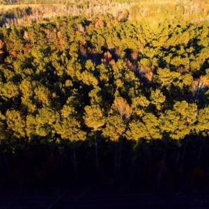 Photo of SOLD!!  7 Acres of Residential Land For Sale in Bladen County NC!
