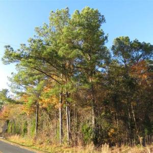 Photo of SOLD!!  7 Acres of Residential Land For Sale in Bladen County NC!