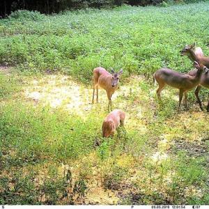 Photo of SOLD!!  44 Acres of Farm and Timber Land For Sale in Pitt County NC!